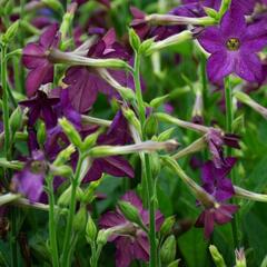 Tabák okrasný 'Perfume Deep Purple' - Nicotiana sanderae 'Perfume Deep Purple'