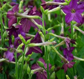 Tabák okrasný 'Perfume Deep Purple' - Nicotiana sanderae 'Perfume Deep Purple'