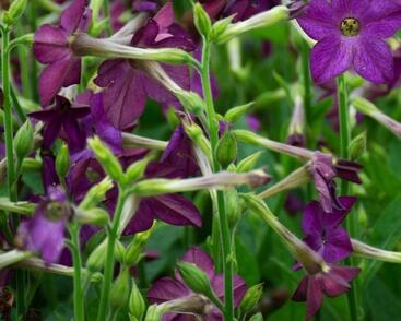 Tabák okrasný 'Perfume Deep Purple'