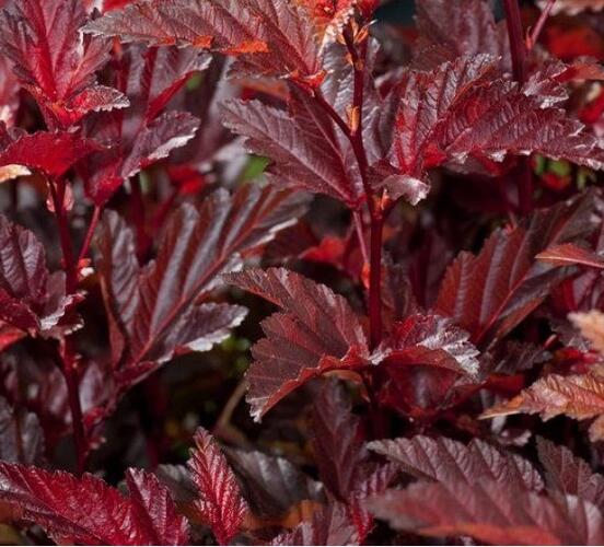 Tavola kalinolistá 'Little Angel' - Physocarpus opulifolius 'Little Angel'