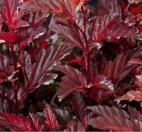 Tavola kalinolistá 'Little Angel' - Physocarpus opulifolius 'Little Angel'