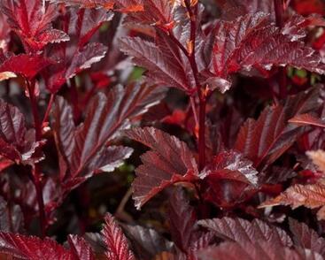 Tavola kalinolistá 'Little Angel'