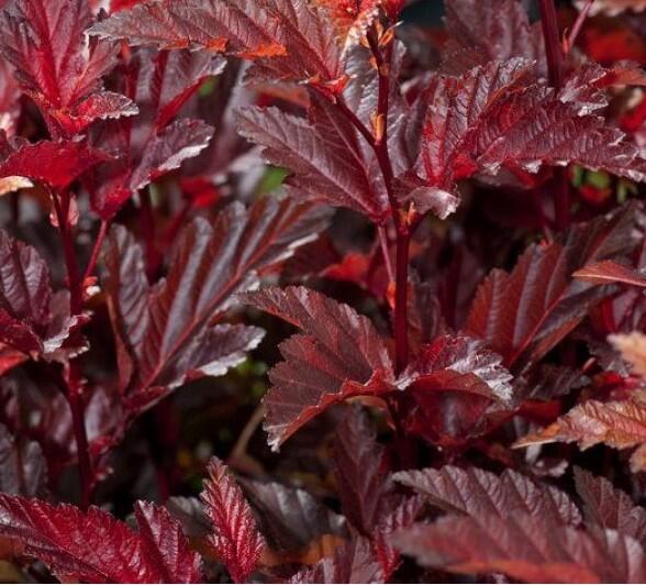 Tavola kalinolistá 'Little Angel' - Physocarpus opulifolius 'Little Angel'