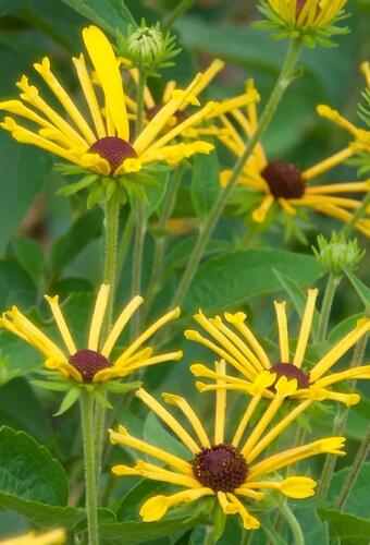 Třapatka plstnatá 'Little Henry' - Rudbeckia subtomentosa 'Little Henry'