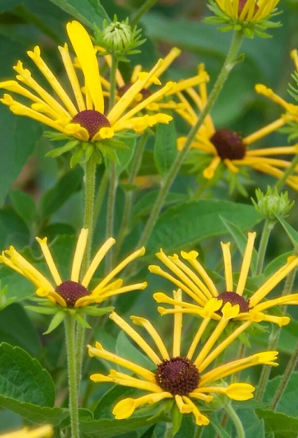 Třapatka plstnatá 'Little Henry' - Rudbeckia subtomentosa 'Little Henry'