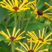 Třapatka plstnatá 'Little Henry' - Rudbeckia subtomentosa 'Little Henry'