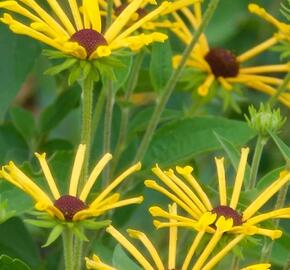 Třapatka plstnatá 'Little Henry' - Rudbeckia subtomentosa 'Little Henry'