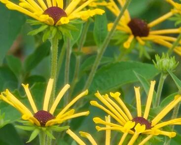 Třapatka plstnatá 'Little Henry'