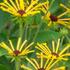Rudbeckia subtomentosa 'Little Henry'_1.jpg