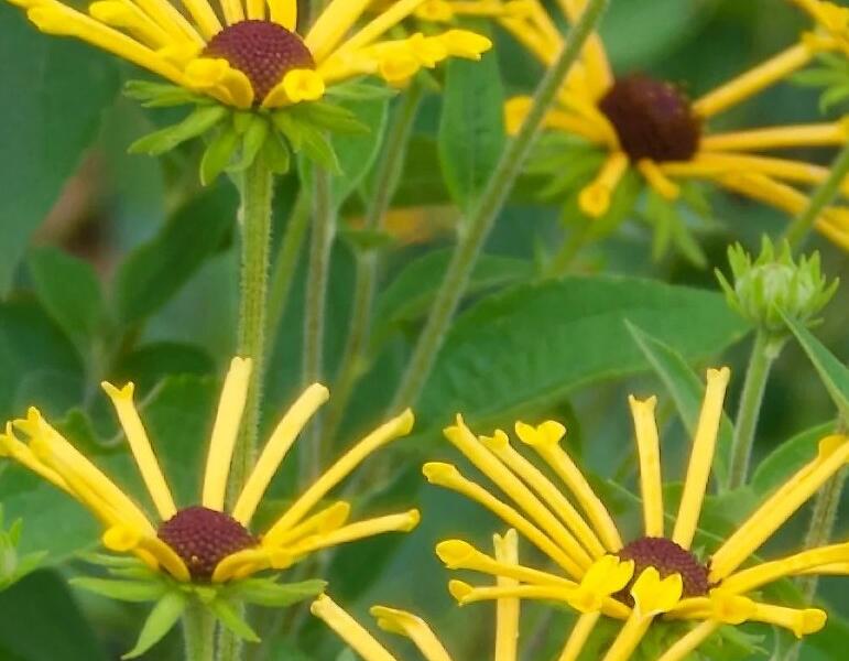 Třapatka plstnatá 'Little Henry' - Rudbeckia subtomentosa 'Little Henry'