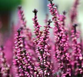 Vřesovec pleťový 'Cornelia' - Erica carnea 'Cornelia'