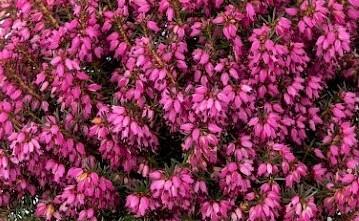 Vřesovec pleťový 'Stefi' - Erica carnea 'Stefi'