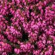 Vřesovec pleťový 'Stefi' - Erica carnea 'Stefi'