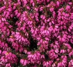 Vřesovec pleťový 'Stefi' - Erica carnea 'Stefi'