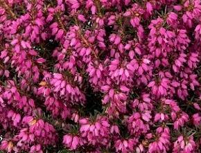 Vřesovec pleťový 'Stefi' - Erica carnea 'Stefi'