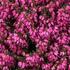 Erica carnea 'Stefi'.jpg