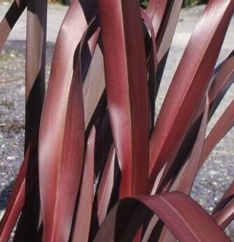 Lenovník novozélandský 'In the Red' - Phormium tenax 'In the Red'