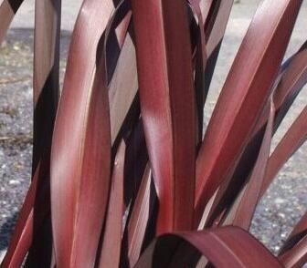 Lenovník novozélandský 'In the Red'