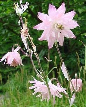 Orlíček obecný 'Rosea' - Aquilegia vulgaris 'Rosea'