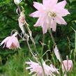 Orlíček obecný 'Rosea' - Aquilegia vulgaris 'Rosea'