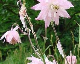 Orlíček obecný 'Rosea'