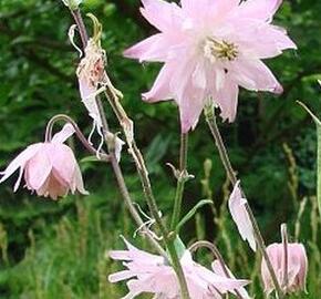 Orlíček obecný 'Rosea' - Aquilegia vulgaris 'Rosea'