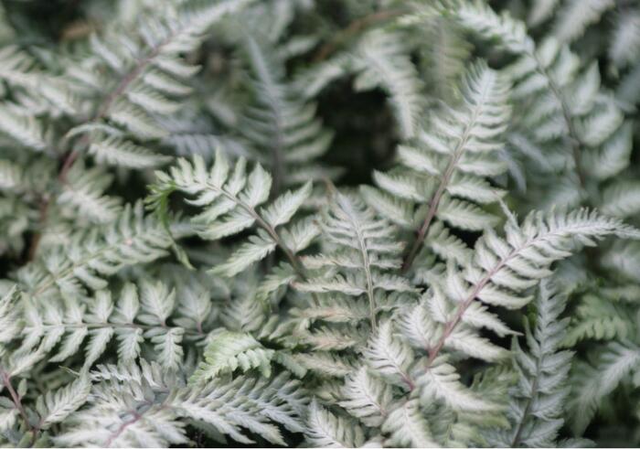 Paptratky japonská 'Pewter Lace' - Athyrium niponicum 'Pewter Lace'