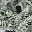 Paptratky japonská 'Pewter Lace' - Athyrium niponicum 'Pewter Lace'