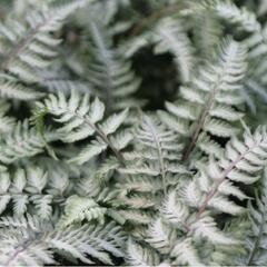 Paptratky japonská 'Pewter Lace' - Athyrium niponicum 'Pewter Lace'