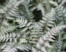 Paptratka japonská 'Pewter Lace'