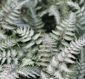 Paptratky japonská 'Pewter Lace' - Athyrium niponicum 'Pewter Lace'
