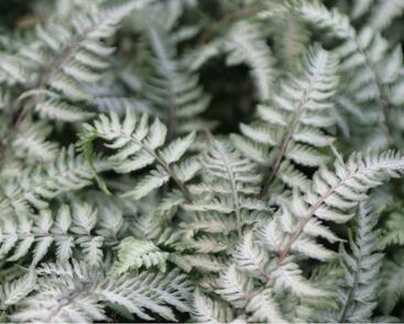 Paptratka japonská 'Pewter Lace'