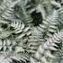Athyrium niponicum 'Pewter Lace'_1.jpg