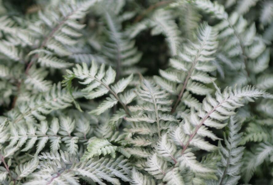 Paptratka japonská 'Pewter Lace' - Athyrium niponicum 'Pewter Lace'