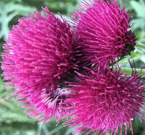 Pcháč 'Trevors Blue Wonder Felley Find' - Cirsium 'Trevors Blue Wonder Felley Find'