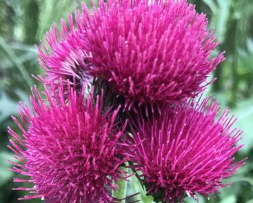 Pcháč 'Trevors Blue Wonder Felley Find'