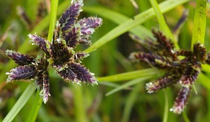 Šáchor hnědý - Cyperus fuscus