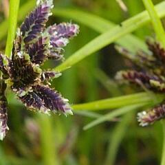 Šáchor hnědý - Cyperus fuscus