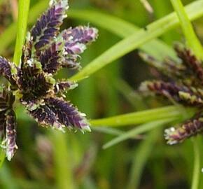 Šáchor hnědý - Cyperus fuscus