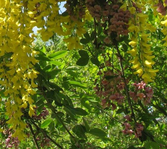 Štědřencovec Adamův - Laburnocytisus adamii