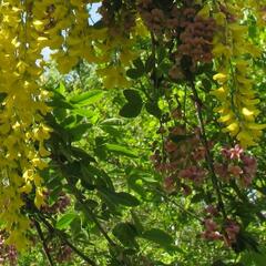 Štědřencovec Adamův - Laburnocytisus adamii
