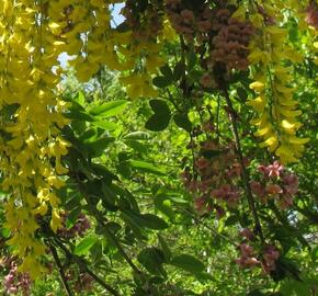 Štědřencovec Adamův - Laburnocytisus adamii