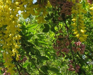 Štědřencovec Adamův