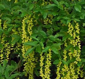 Štědřenec alpský 'Pendulum' - Laburnum alpinum 'Pendulum'
