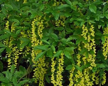 Štědřenec alpský 'Pendulum'