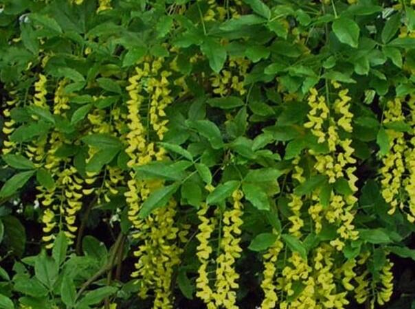 Štědřenec alpský 'Pendulum' - Laburnum alpinum 'Pendulum'