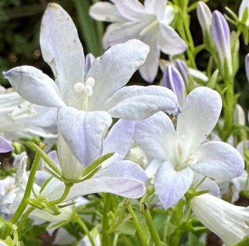 Zvonek dalmatský 'Clockwise White Blush' - Campanula portenschlagiana 'Clockwise White Blush'