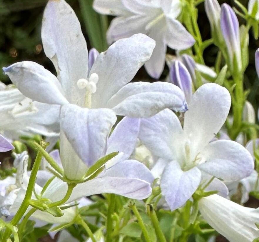 Zvonek dalmatský 'Clockwise White Blush' - Campanula portenschlagiana 'Clockwise White Blush'