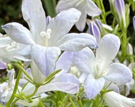 Zvonek dalmatský 'Clockwise White Blush'