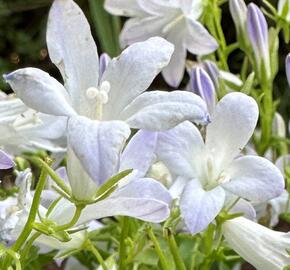 Zvonek dalmatský 'Clockwise White Blush' - Campanula portenschlagiana 'Clockwise White Blush'